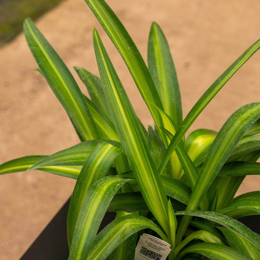 spider plant description Spider Plant Chlorophytum comosum