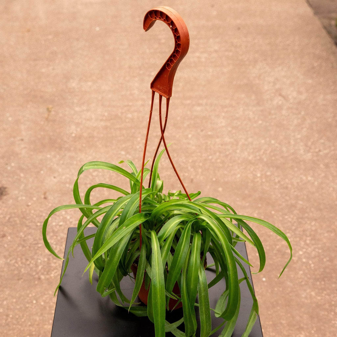 chlorophytum comosum curly Spider Plant Chlorophytum comosum