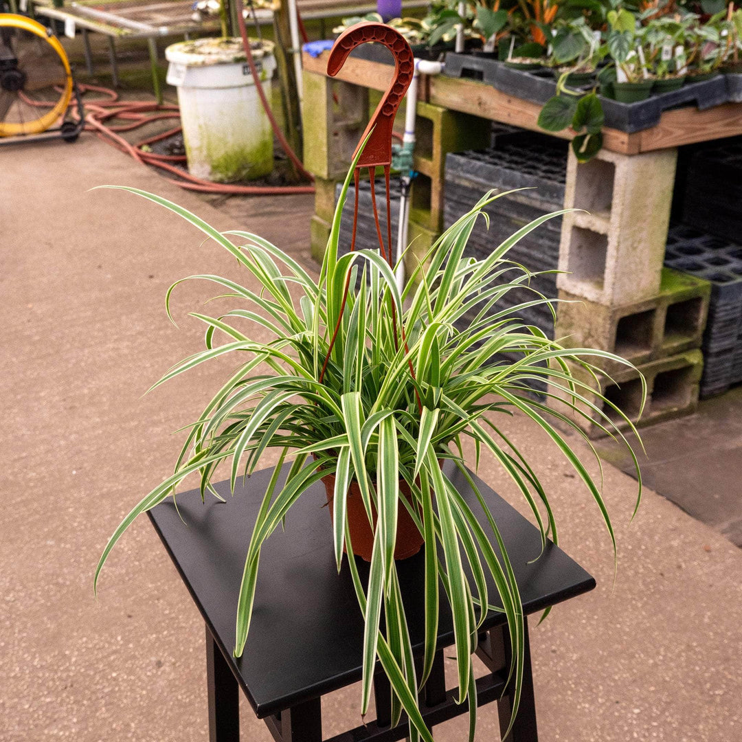 spider plant gabriella palnts Spider Plant Chlorophytum comosum