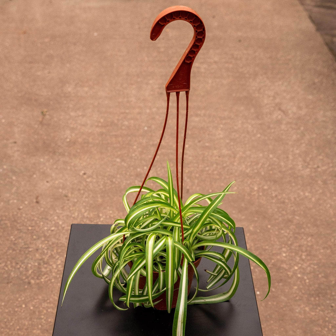 spider plants near me for sale Spider Plant Chlorophytum comosum