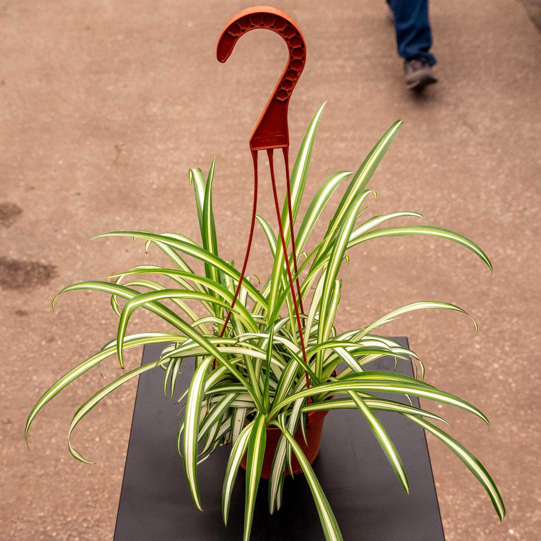 pink variegated spider plant Spider Plant Chlorophytum comosum