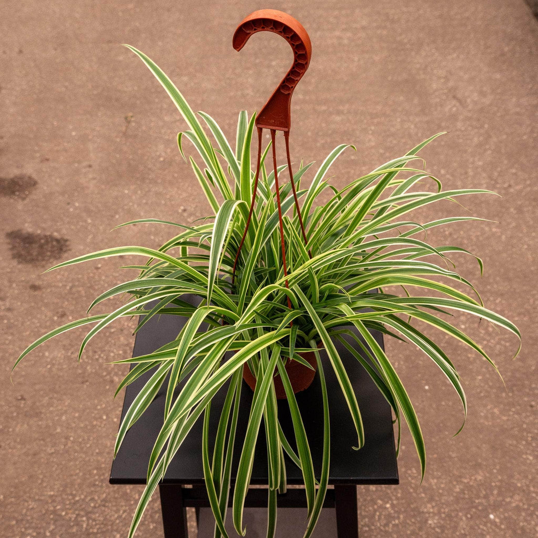 spider plant 6.5in hb Spider Plant Chlorophytum comosum