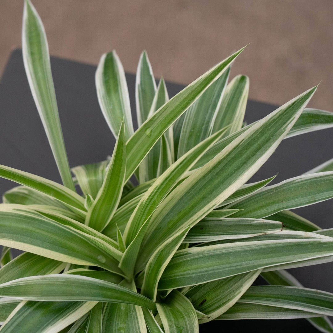 chlorophytum variegated Spider Plant Chlorophytum comosum