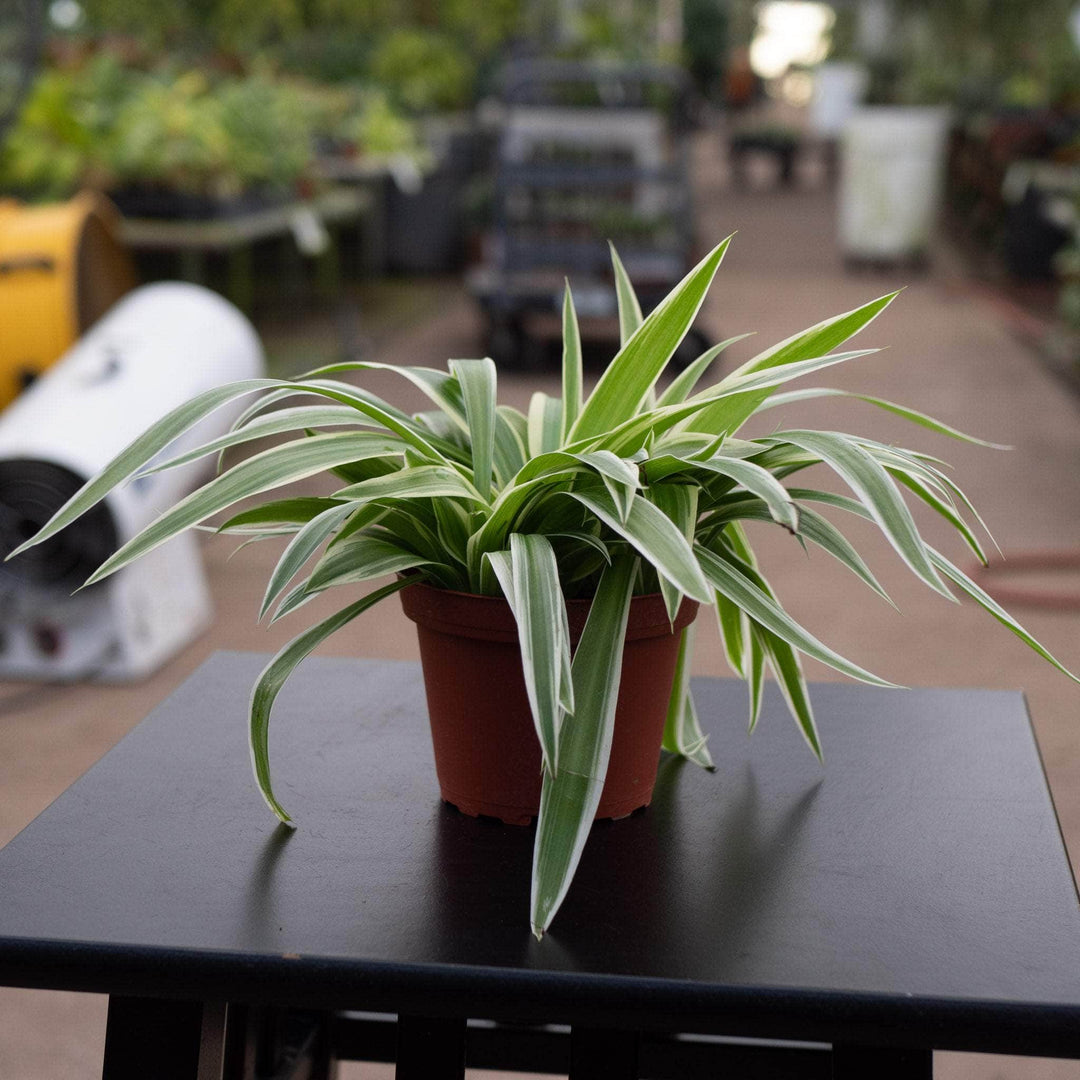 spider plant gabriella palnts Spider Plant Chlorophytum comosum