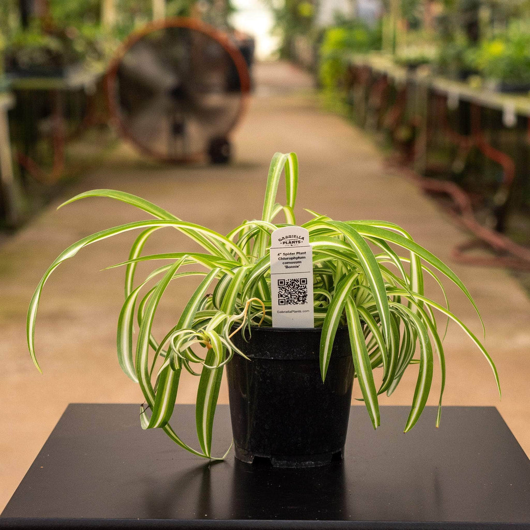 variegated spider plant for sale Spider Plant Chlorophytum comosum