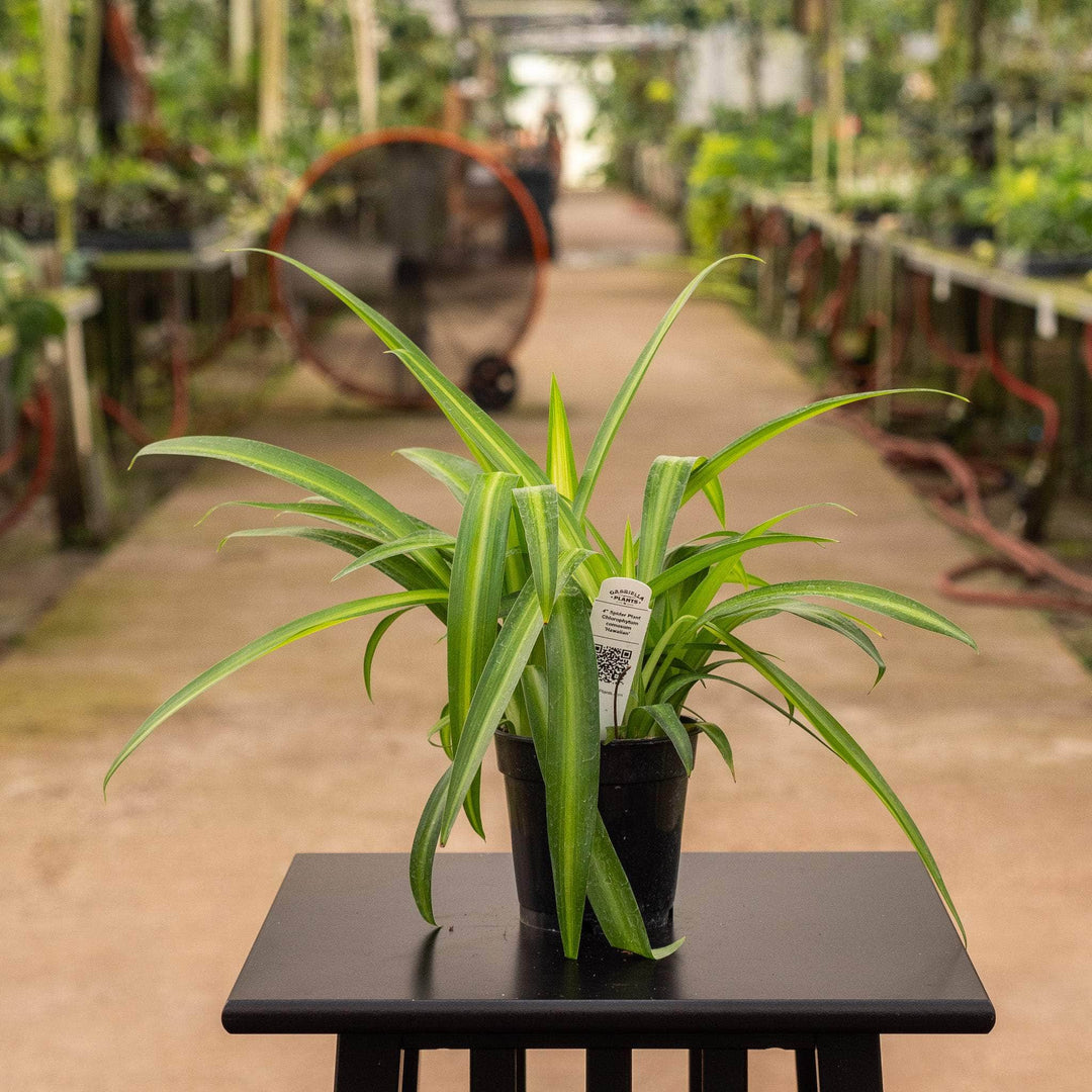 spider plant gabriella palnts Spider Plant Chlorophytum comosum