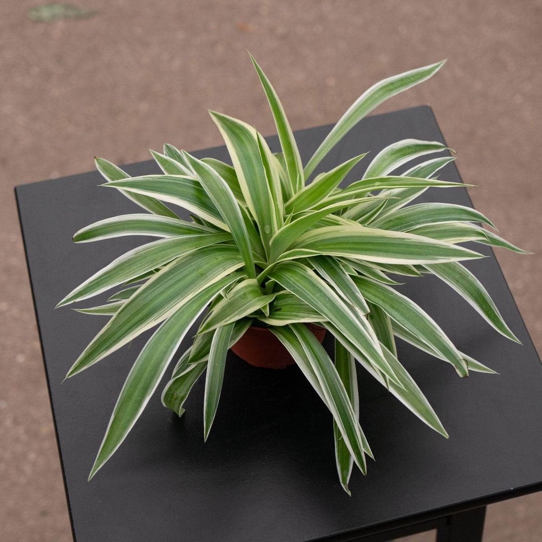 green chlorophytum comosum Spider Plant Chlorophytum comosum
