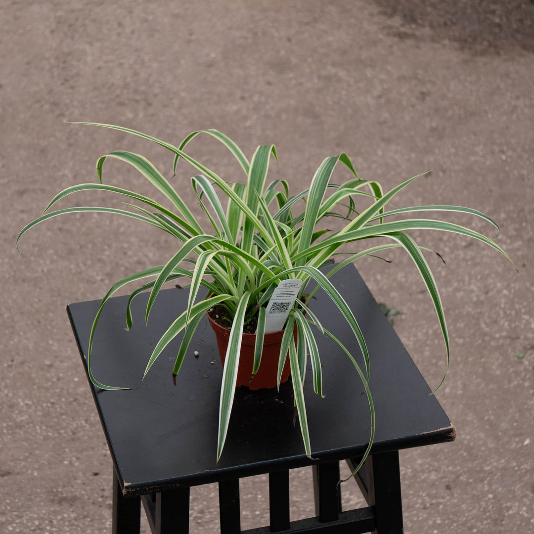 Gabriella Plants Other Reverse Variegated 'Variegatum' / 4" Spider Plant Chlorophytum comosum