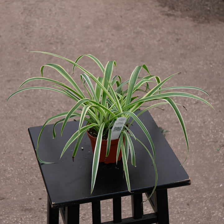 Gabriella Plants Other Reverse Variegated 'Variegatum' / 4" Spider Plant Chlorophytum comosum