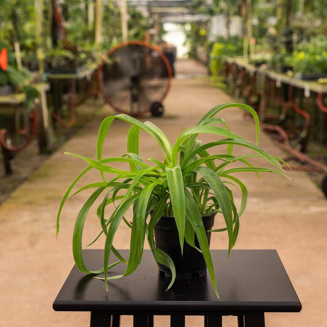 spider plant cultivars Spider Plant Chlorophytum comosum