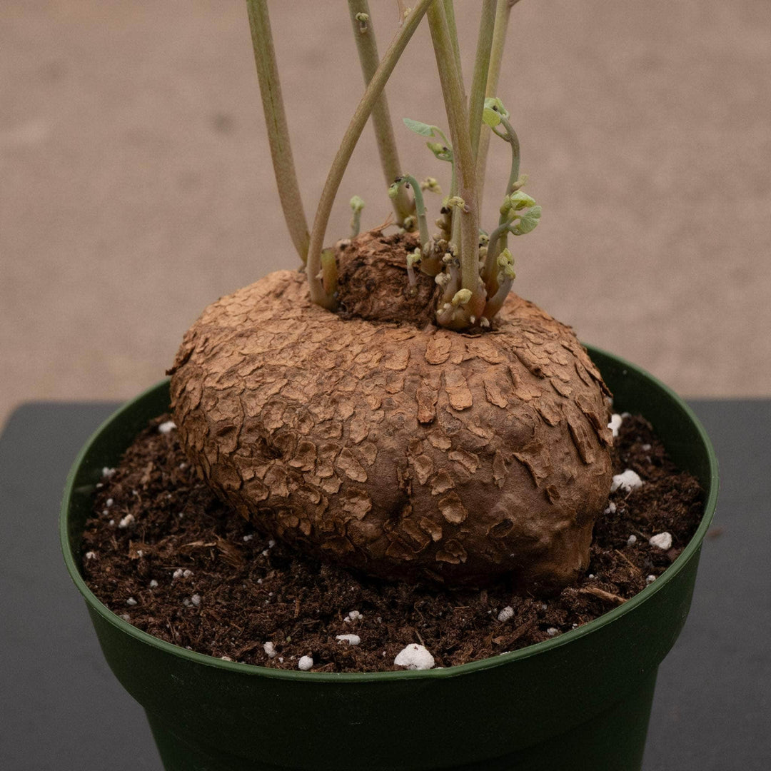 Gabriella Plants Succulent/Cactus 4" Stephania erecta