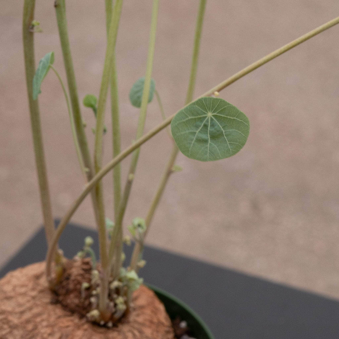 Gabriella Plants Succulent/Cactus 4" Stephania erecta