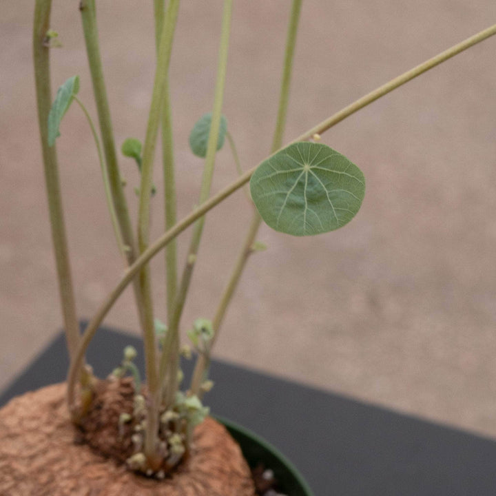 Gabriella Plants Succulent/Cactus 4" Stephania erecta