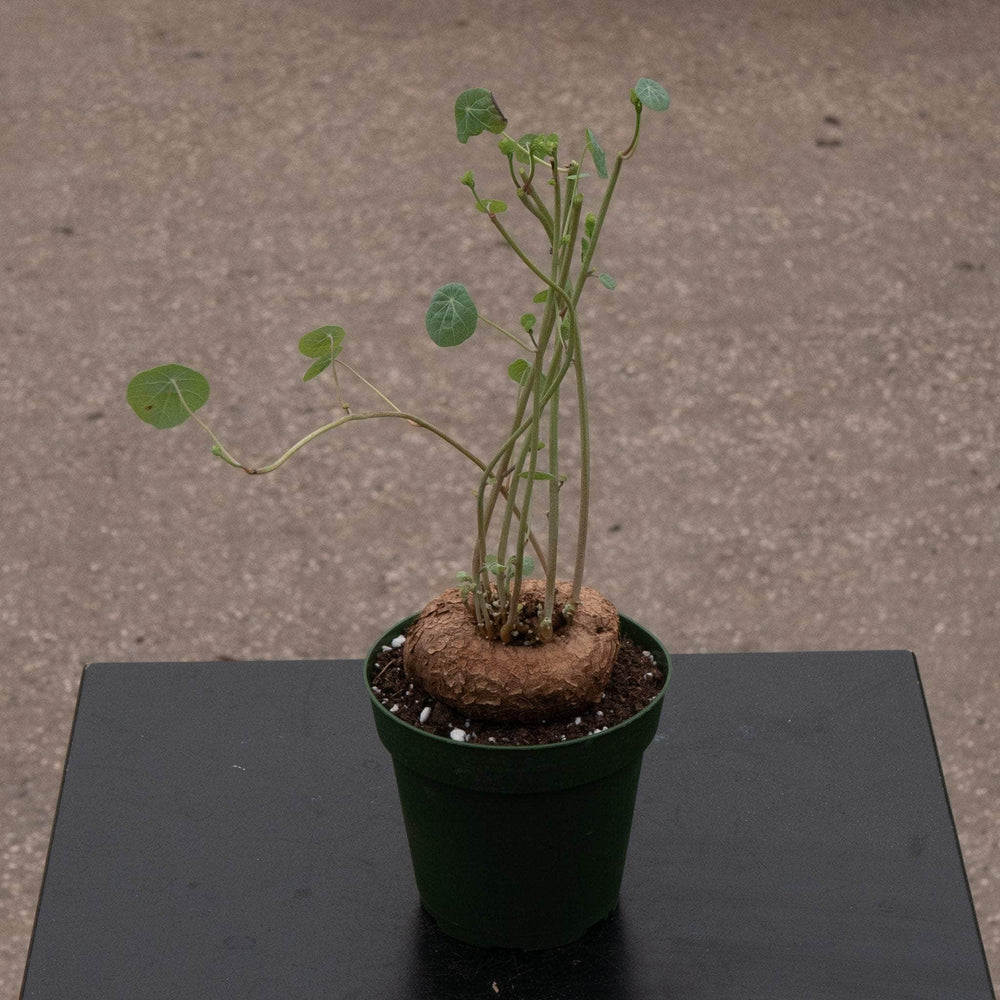 Gabriella Plants Succulent/Cactus 4" Stephania erecta