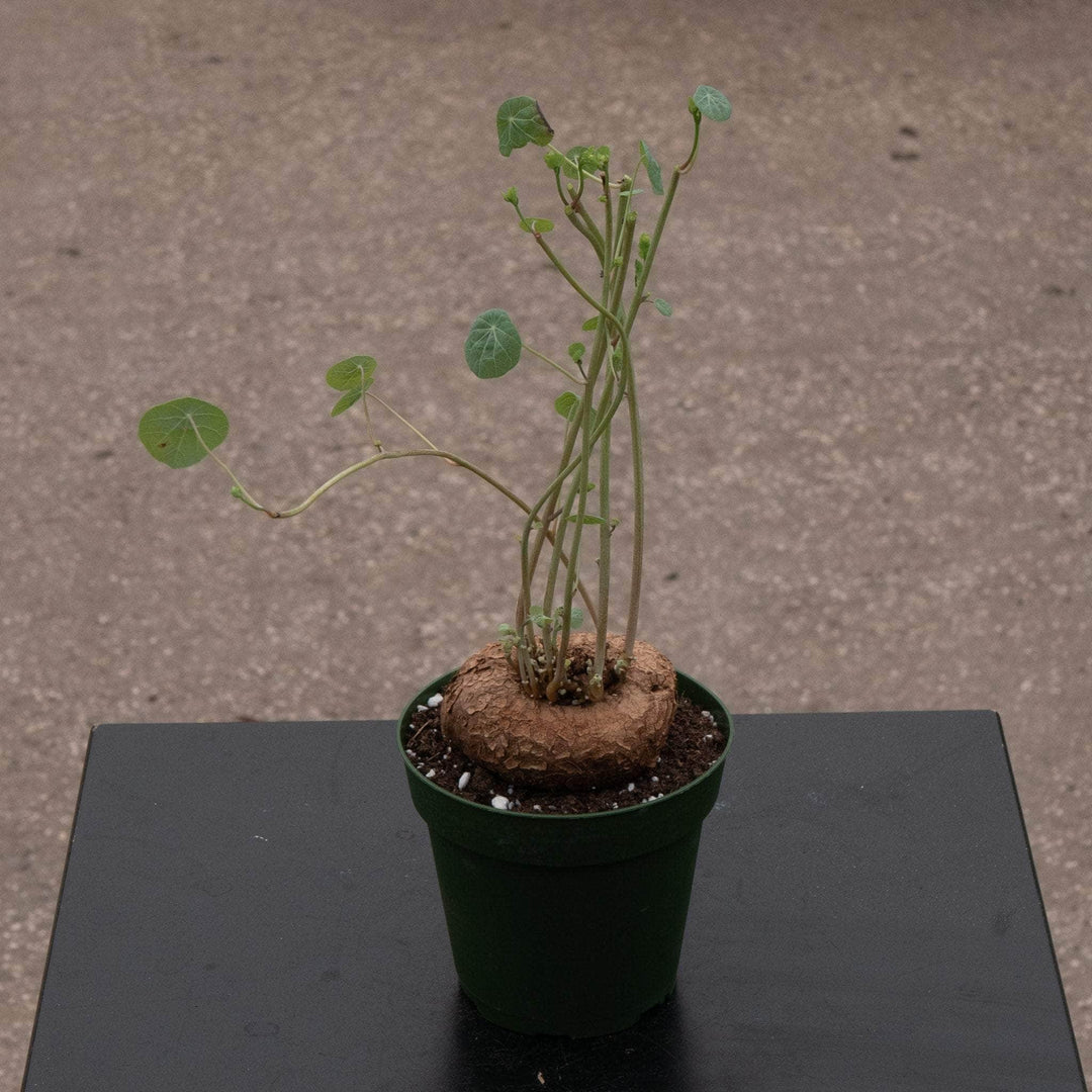 Gabriella Plants Succulent/Cactus 4" Stephania erecta