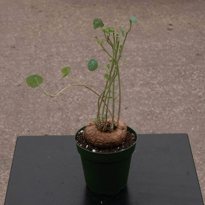 Gabriella Plants Succulent/Cactus 4" Stephania erecta