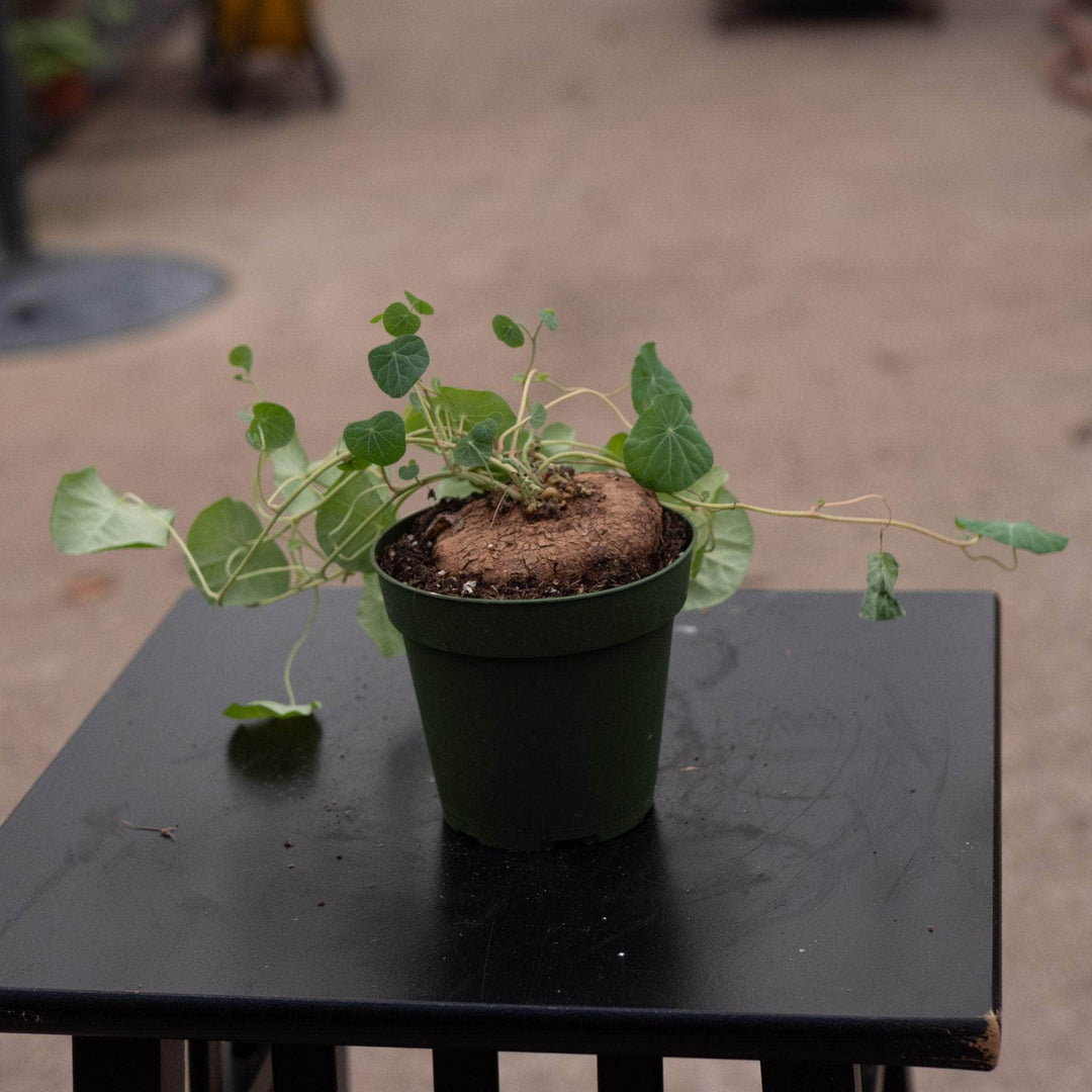 Gabriella Plants Succulent/Cactus 4" Stephania erecta