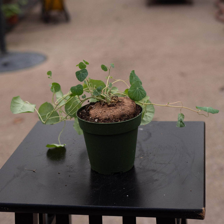 Gabriella Plants Succulent/Cactus 4" Stephania erecta