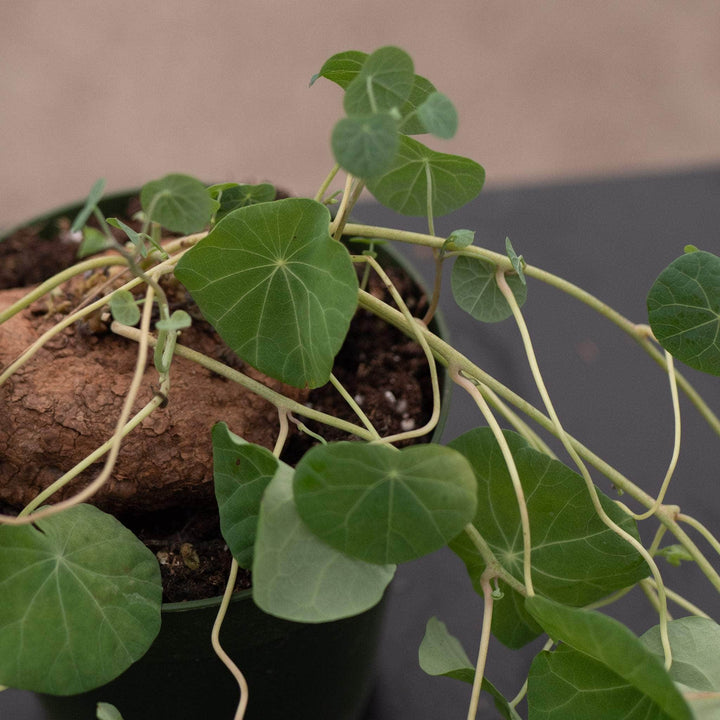 Gabriella Plants Succulent/Cactus 4" Stephania erecta