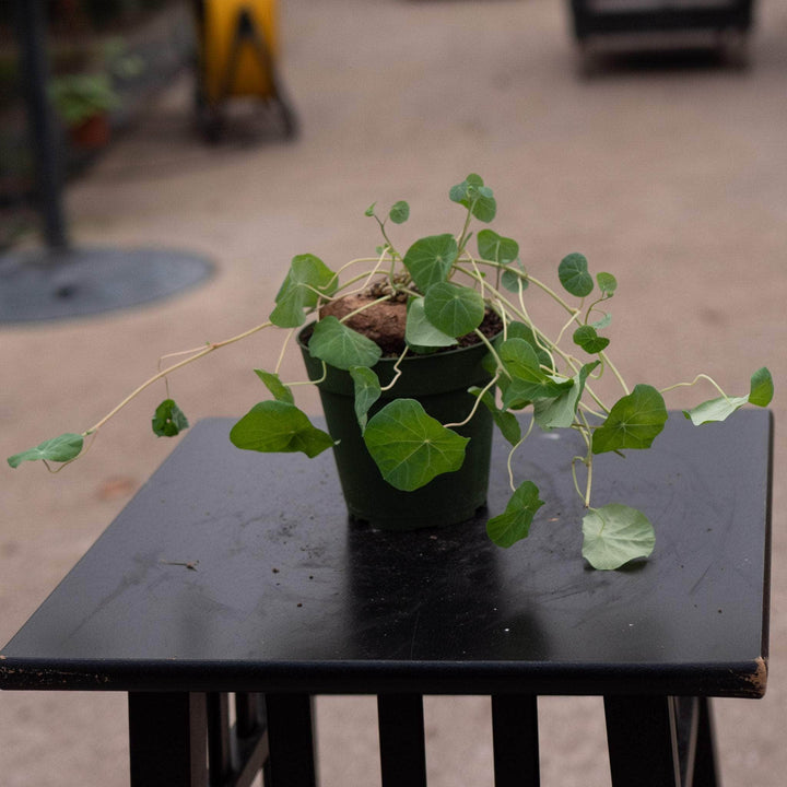 Gabriella Plants Succulent/Cactus 4" Stephania erecta