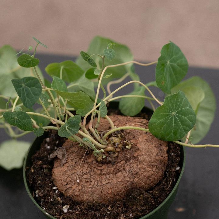 Gabriella Plants Succulent/Cactus 4" Stephania erecta