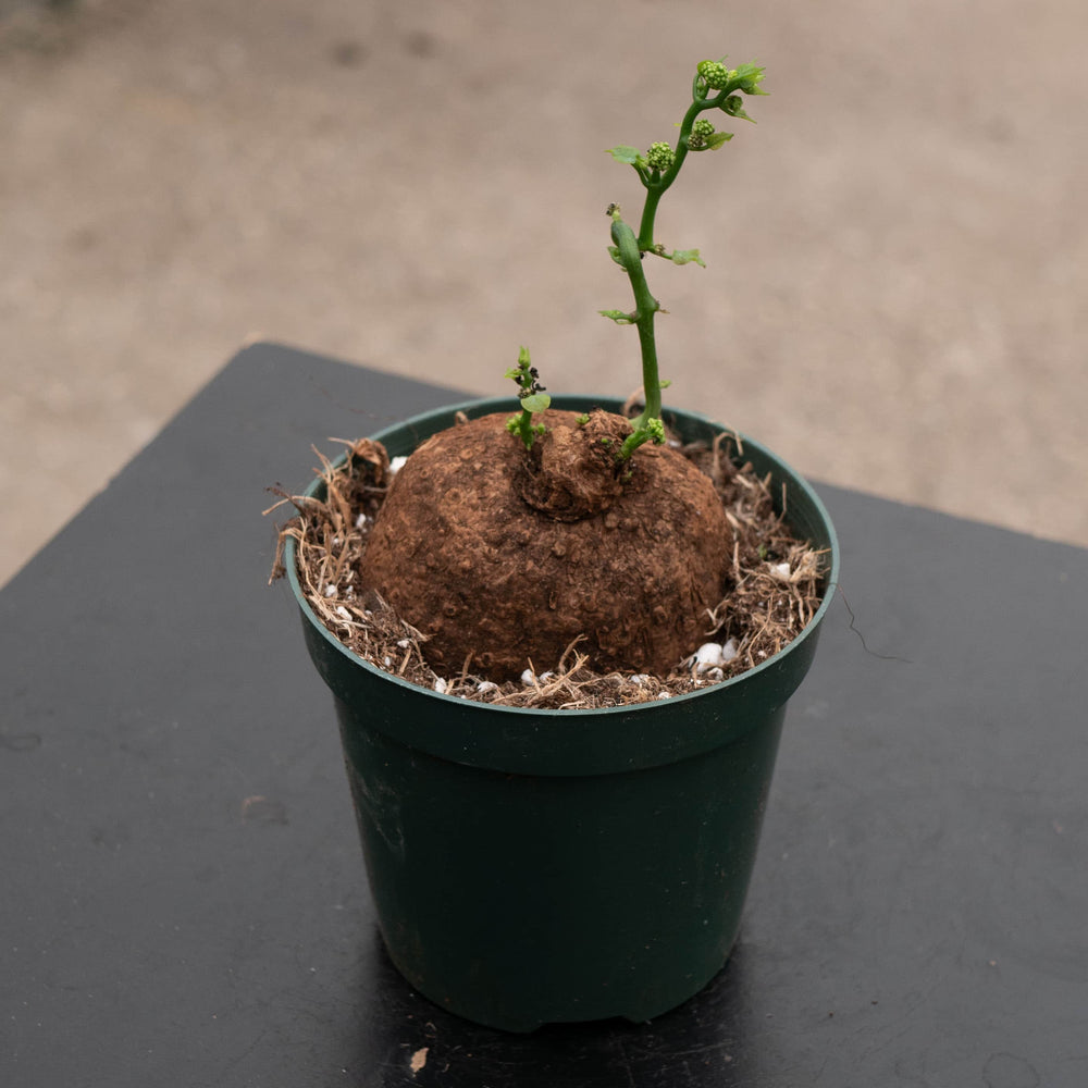 Gabriella Plants Succulent/Cactus 4" Stephania erecta
