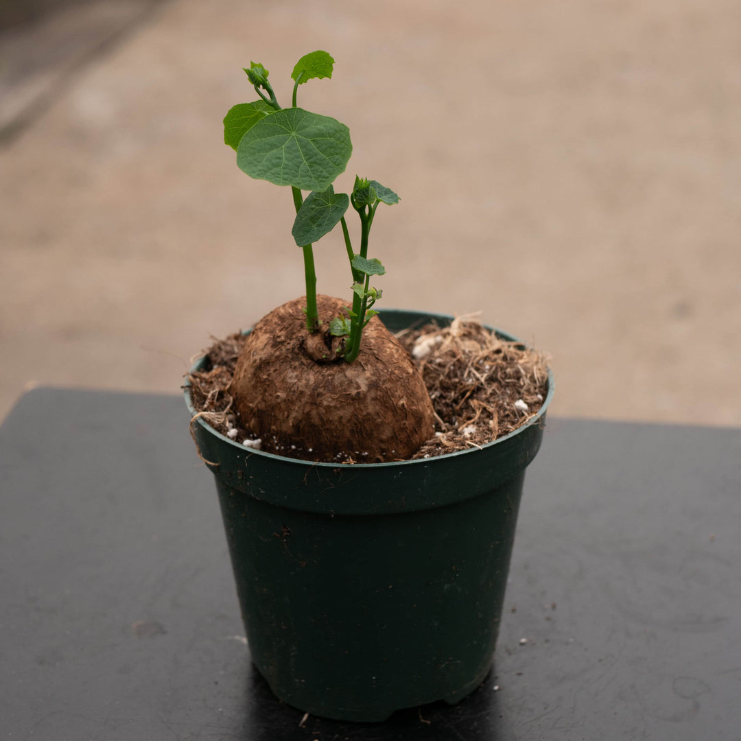 stephania erecta potting mix Stephania erecta