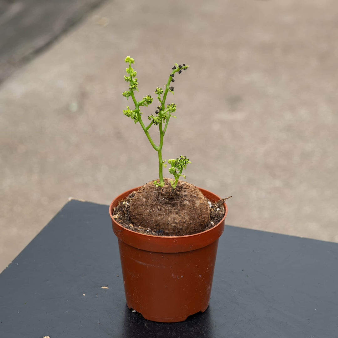 Gabriella Plants Succulent/Cactus 4" Stephania erecta