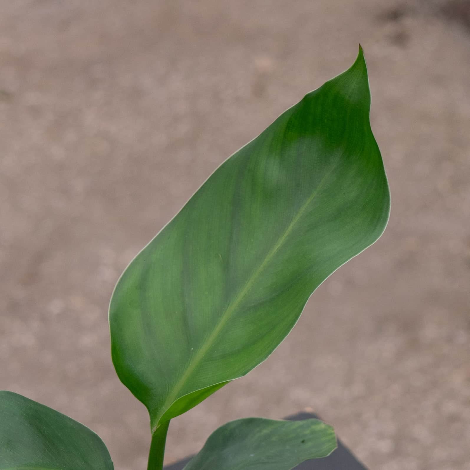 philodendron bird of paradise Strelitzia nicolai "White Bird of Paradise"