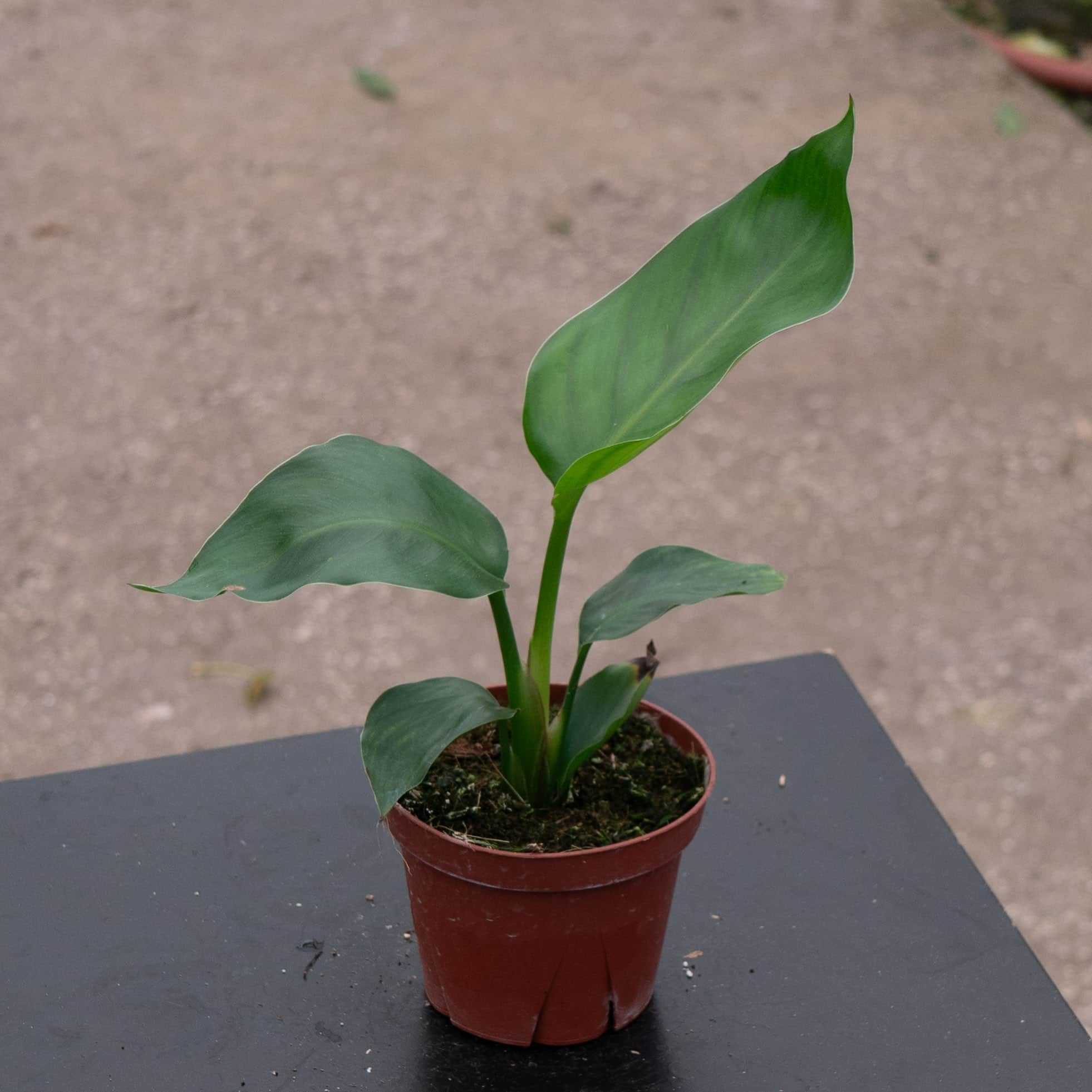 Strelitzia nicolai White