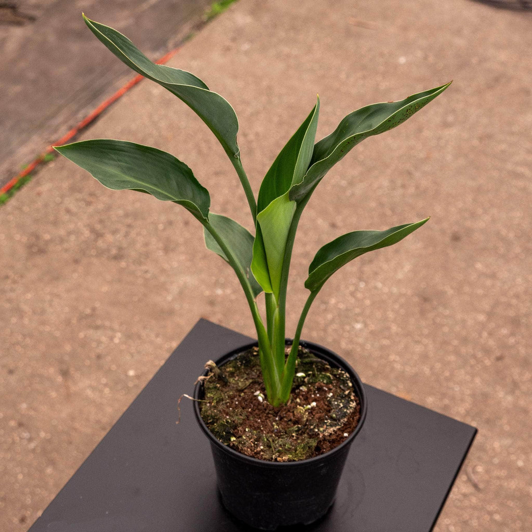 Gabriella Plants Indoor & Outdoor Plants 6" Strelitzia reginae 'Mandela's Gold'