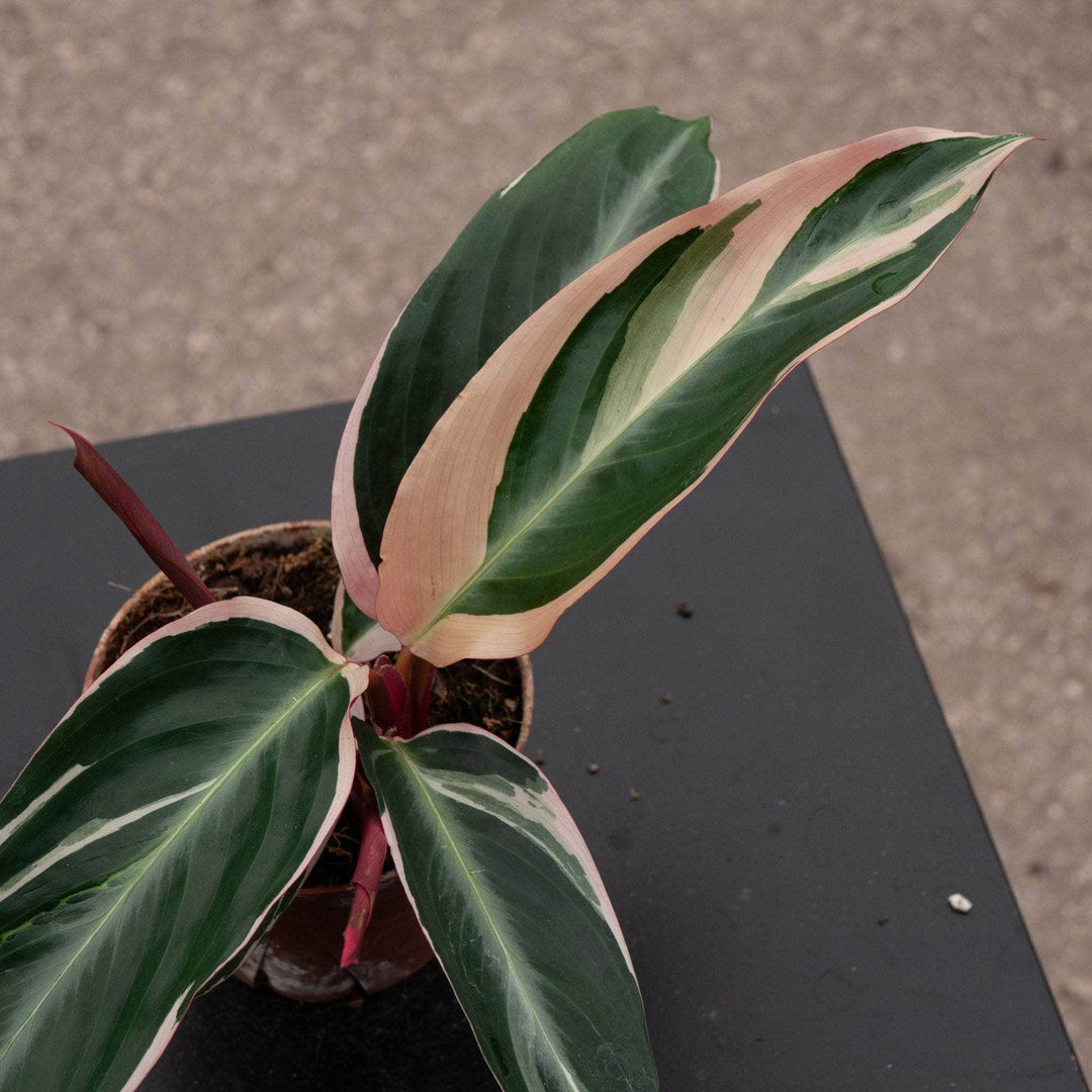 Gabriella Plants Other 4 Stromanthe thalia 'Triostar'