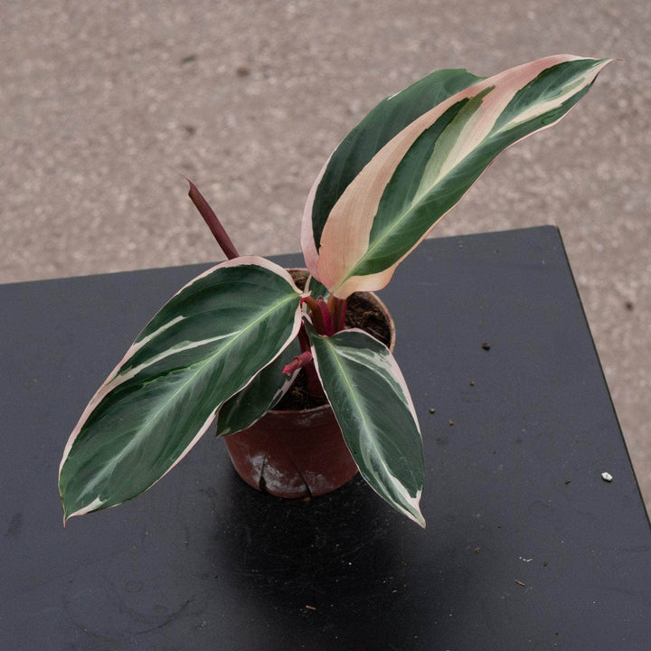 Gabriella Plants Other 4 Stromanthe thalia 'Triostar'