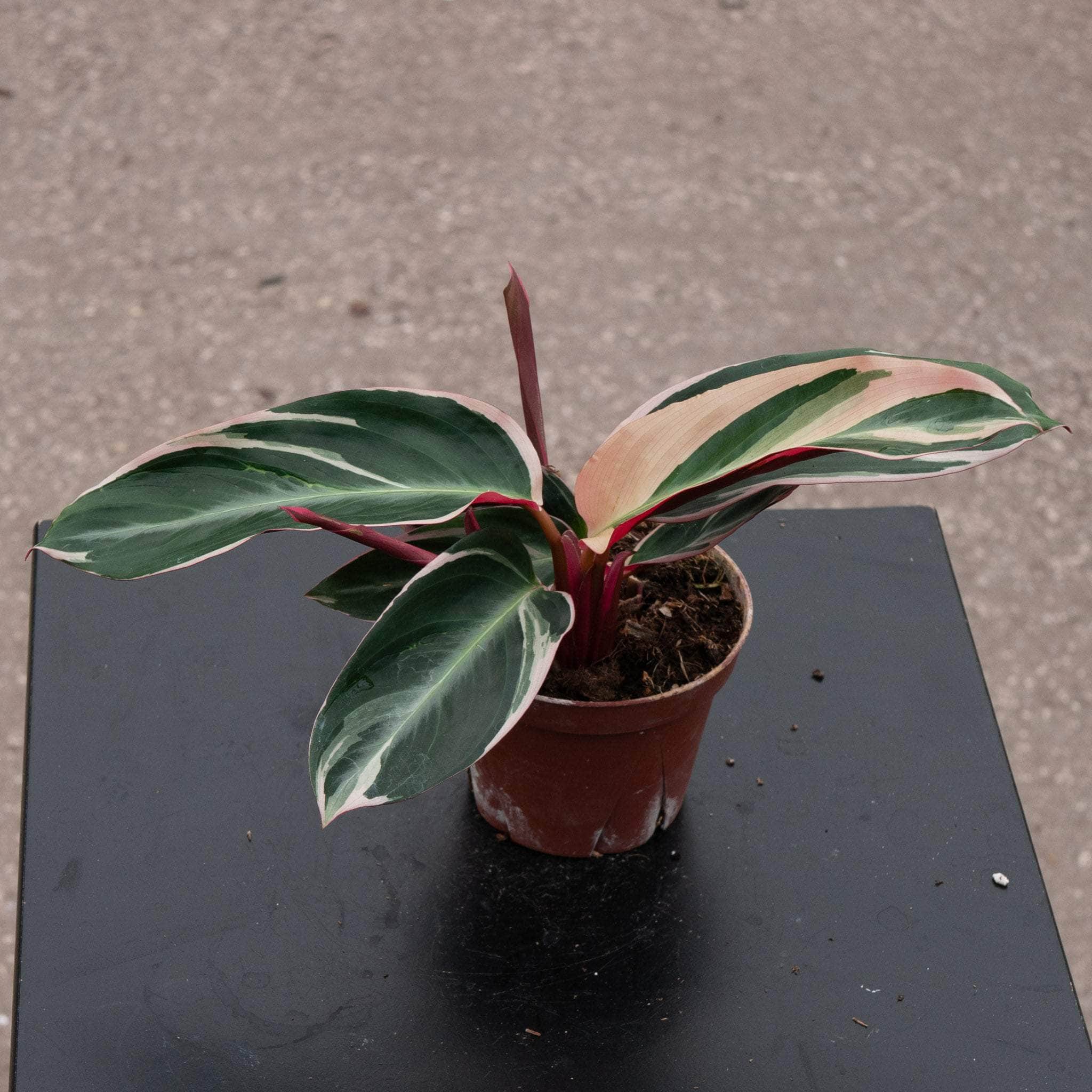 Stromanthe thalia 'Triostar'