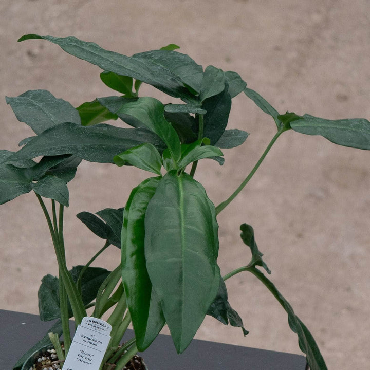 Gabriella Plants Syngonium Syngonium auritum