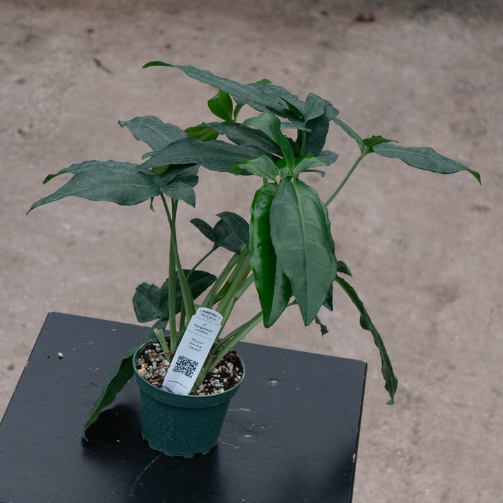 Gabriella Plants Syngonium Syngonium auritum