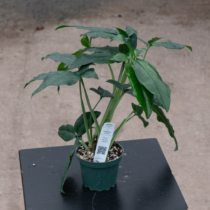Gabriella Plants Syngonium 4" Syngonium auritum