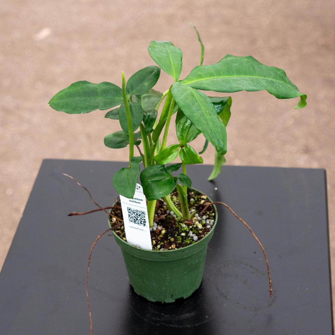 Gabriella Plants Syngonium 4" Syngonium auritum