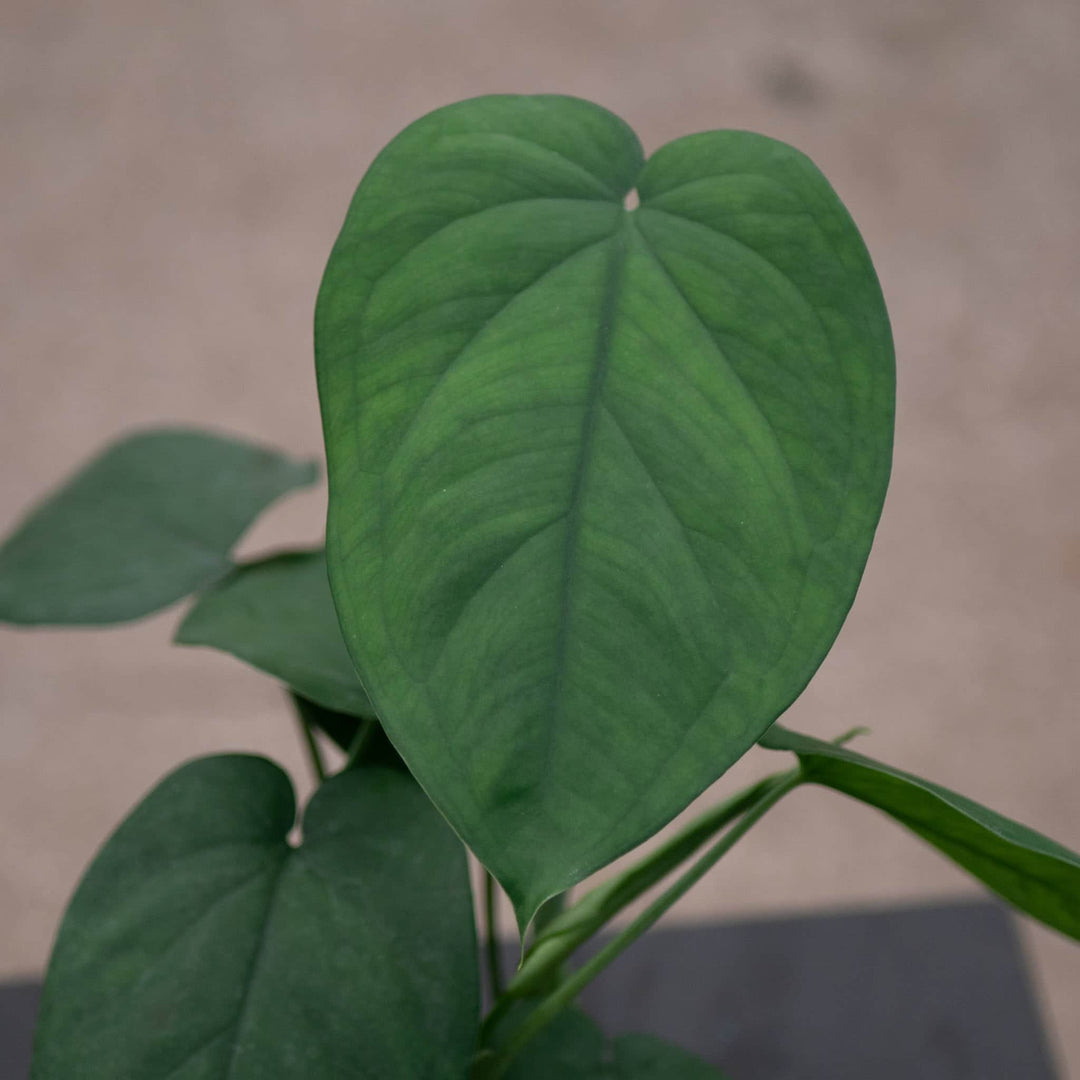 philodendron chiapense Syngonium chiapense