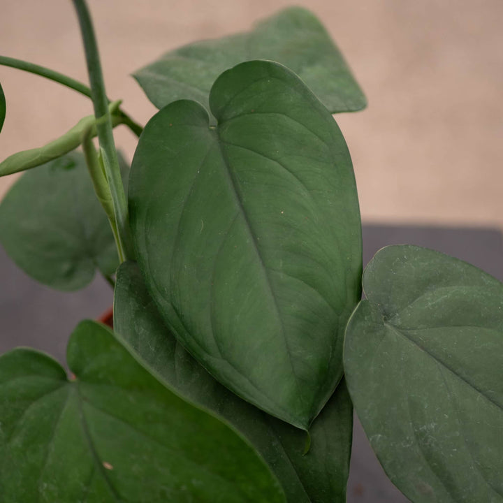 Gabriella Plants Syngonium Syngonium chiapense