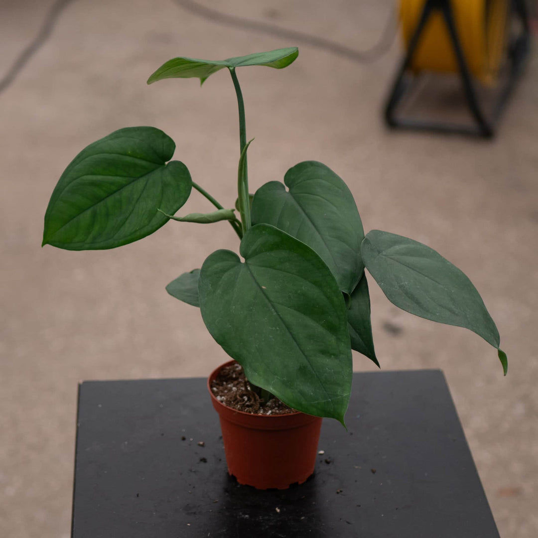 Gabriella Plants Syngonium Syngonium chiapense