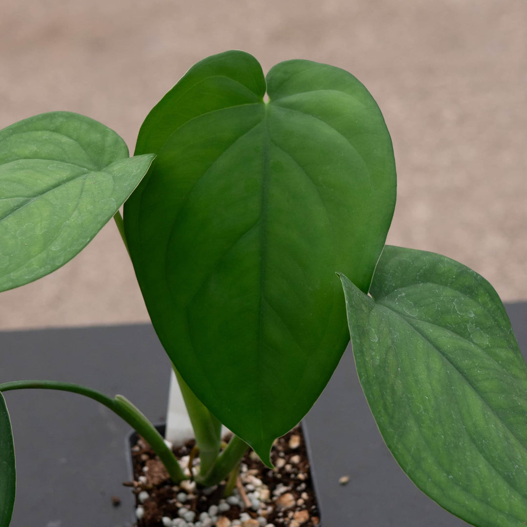 Gabriella Plants Syngonium Syngonium chiapense