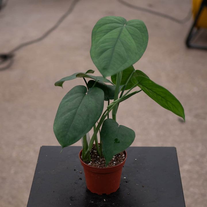 Gabriella Plants Syngonium 4” Syngonium chiapense