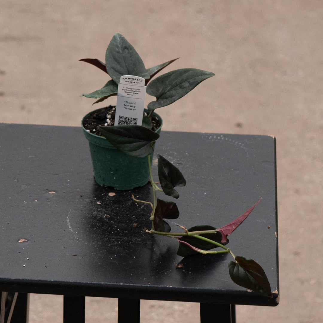 Gabriella Plants Syngonium Syngonium erythrophyllum "Llano-Carti Road"