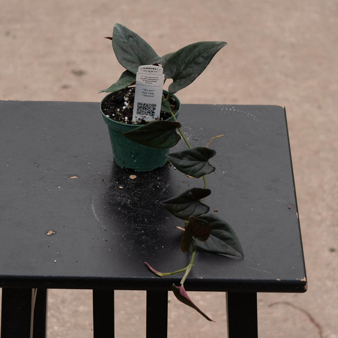 Gabriella Plants Syngonium Syngonium erythrophyllum "Llano-Carti Road"