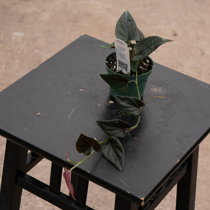 Gabriella Plants Syngonium Syngonium erythrophyllum "Llano-Carti Road"