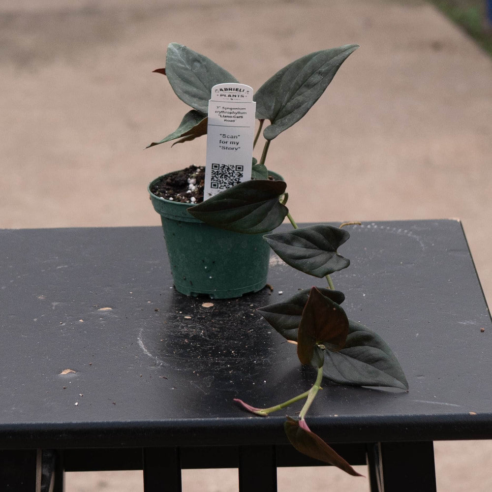 Gabriella Plants Syngonium 3" Syngonium erythrophyllum "Llano-Carti Road"