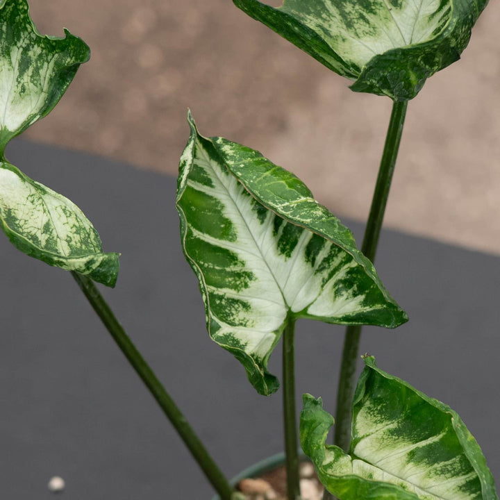Gabriella Plants Syngonium Syngonium 'Godzilla'