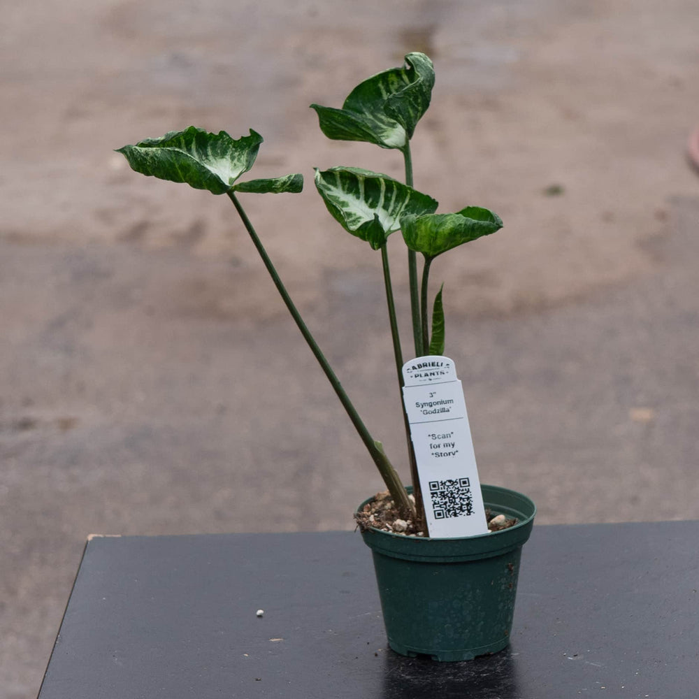 Gabriella Plants Syngonium Syngonium 'Godzilla'