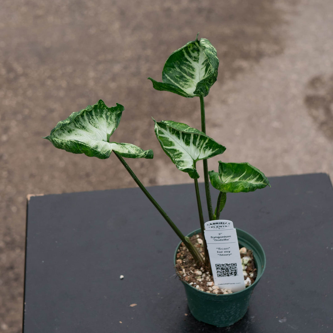 Gabriella Plants Syngonium 3" Syngonium 'Godzilla'